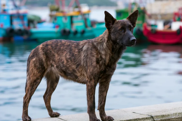 A rare dog breed is seen standing by the water, with colorful boats docked nearby.