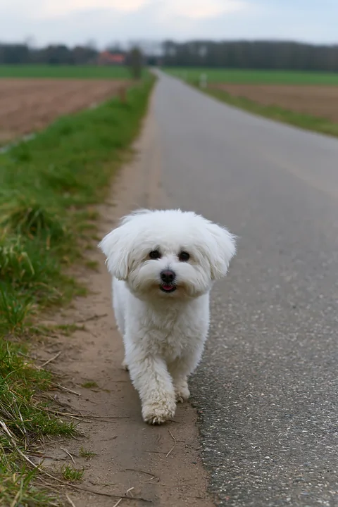 A rare dog breed on rural road strolls along a path with green grass on one side and open fields on the other.