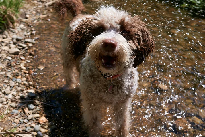 A rare dog breed photographed from above enjoys playing in shallow water by a stream.