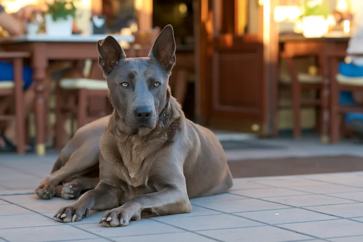 A rare dog breed relaxes on the pavement of an outdoor café while people enjoy their time at tables nearby.