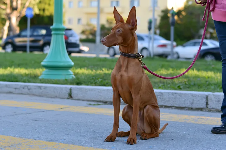 A rare dog breed sits patiently during obedience training in an urban park.