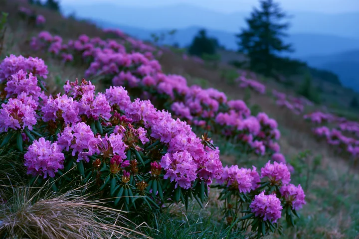 A rare dog breed stands on a rural road lined with blooming flowers.