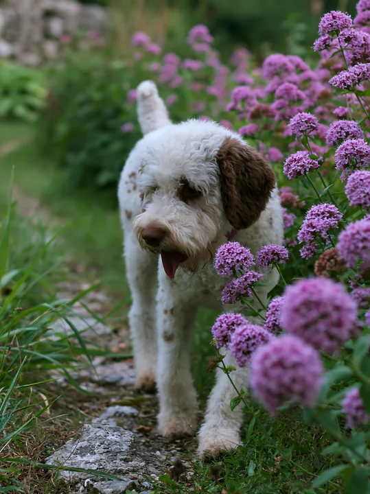 A rare dog breed with a spotted coat walks along a stone path surrounded by blooming purple flowers in a garden setting.