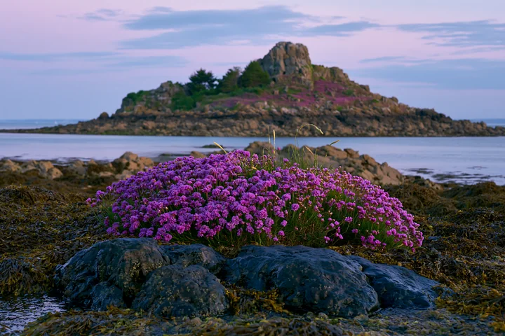 A rocky island features vibrant sea lavender among coastal rocks at low tide.
