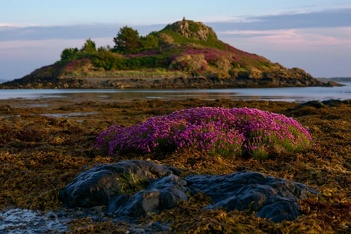 A rocky island with sea lavender blooms stands out against the low tide.
