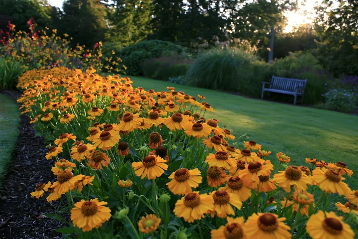 A row of bright helenium flowers in border lines a well-kept garden path.