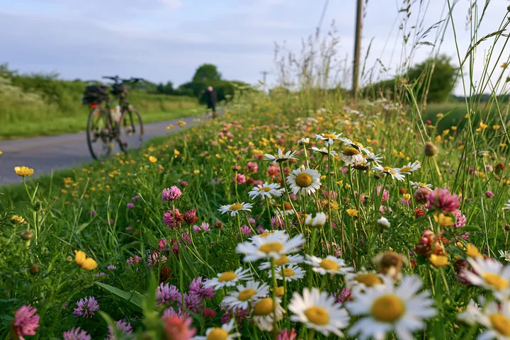 A rural road lined with a meadow beside a rural road filled with wildflowers.