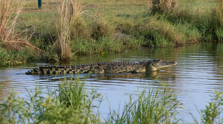 A saltwater crocodile is swimming in a wetland area of the Northern Territory.