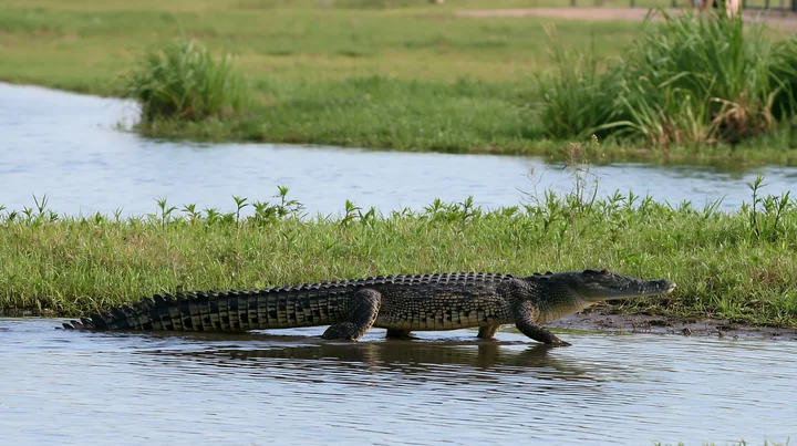 A saltwater crocodile walks through shallow water near the shore in a wetland area of the Northern Territory.