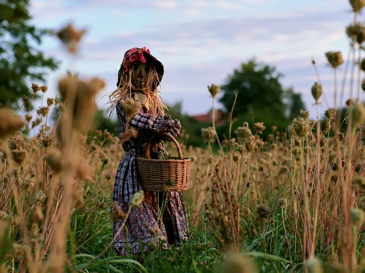 A scarecrow in a rural meadow holds a basket surrounded by tall grass and flowers.