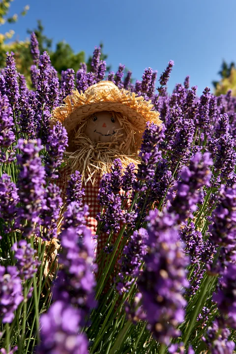 A scarecrow stands among vibrant lavender flowers under a clear blue sky.