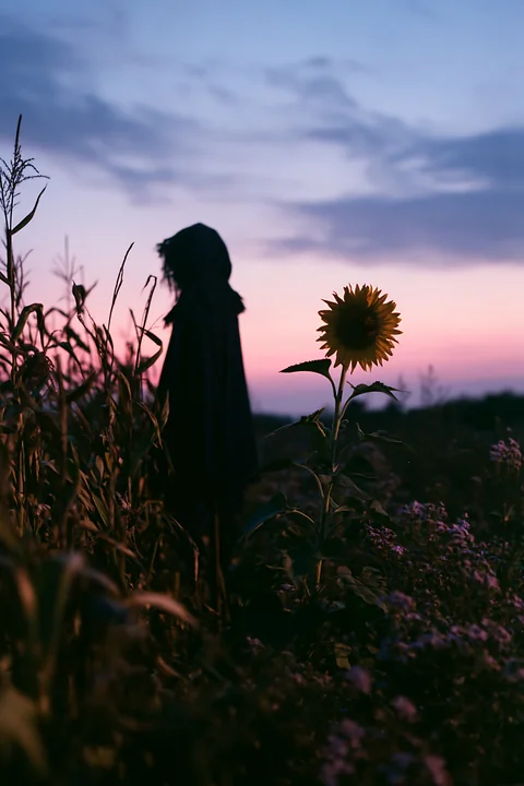 A scarecrow stands tall in a cornfield at night with a vibrant sunflower nearby.