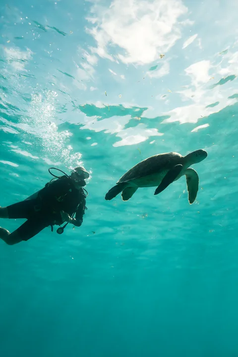 A scuba diver explores underwater as a turtle swimming beside scuba diver glides nearby.
