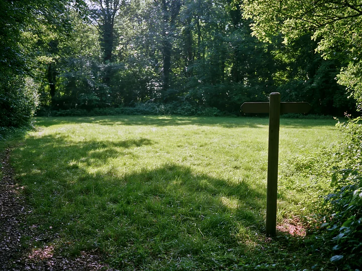 A shaded meadow in woodland clearing features tall trees surrounding a grassy area with a signpost.