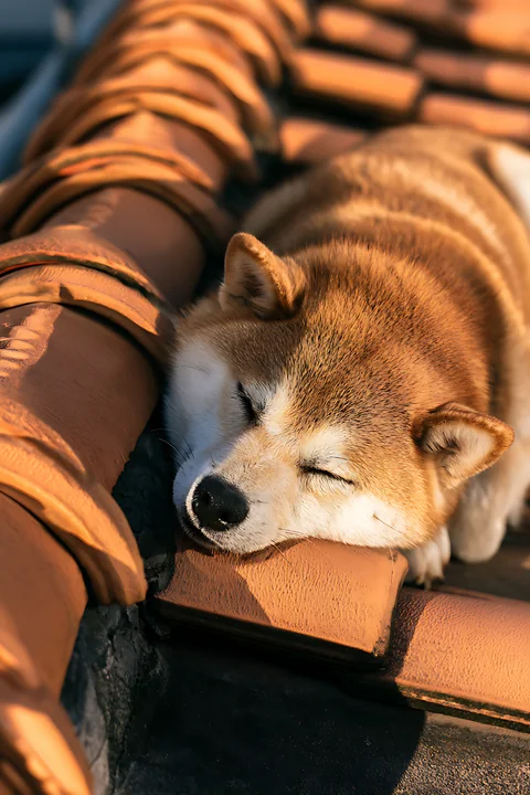 A Shiba Inu is resting calmly on orange roof tiles in an outdoor setting.