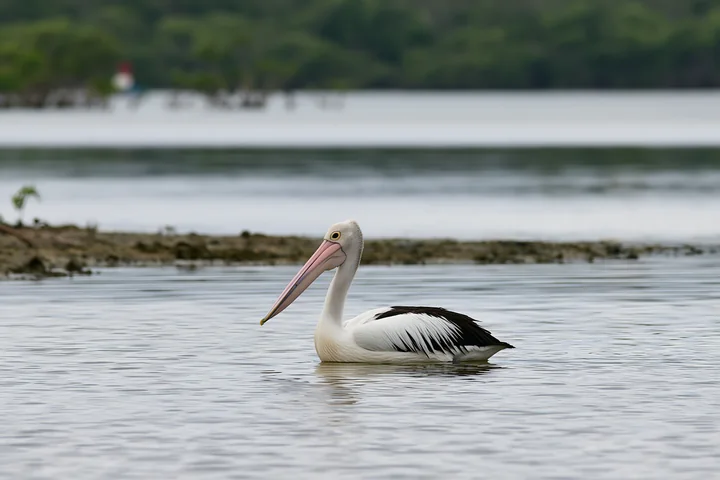 A single Australian pelican is floating in the shallow water of a coastal lagoon.