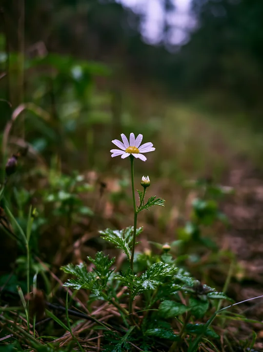A single wildflower stands on a path in a protected nature reserve.