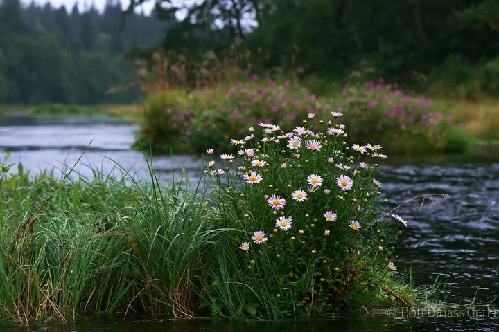 A small island appears in a river with various flowers blooming after rain.