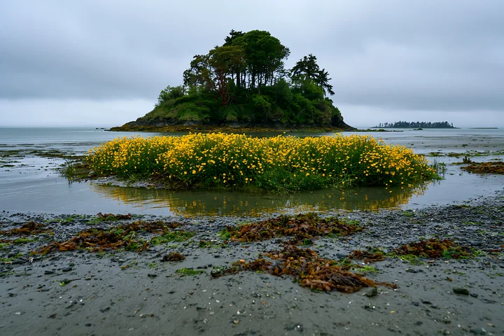 A small island covered with buttercups sits in shallow water.