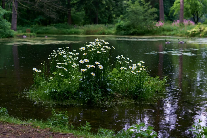 A small island features white flowers growing in wet soil near a pond.