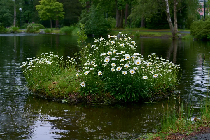 A small island is covered with white flowers, reflecting in the water while raindrops fall around.