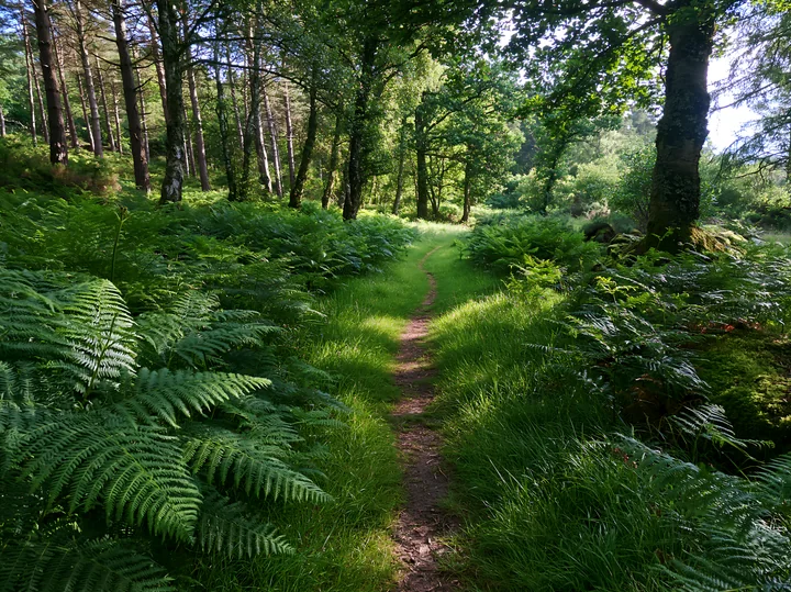 A small path winds through a shaded meadow in woodland clearing surrounded by tall ferns and trees.