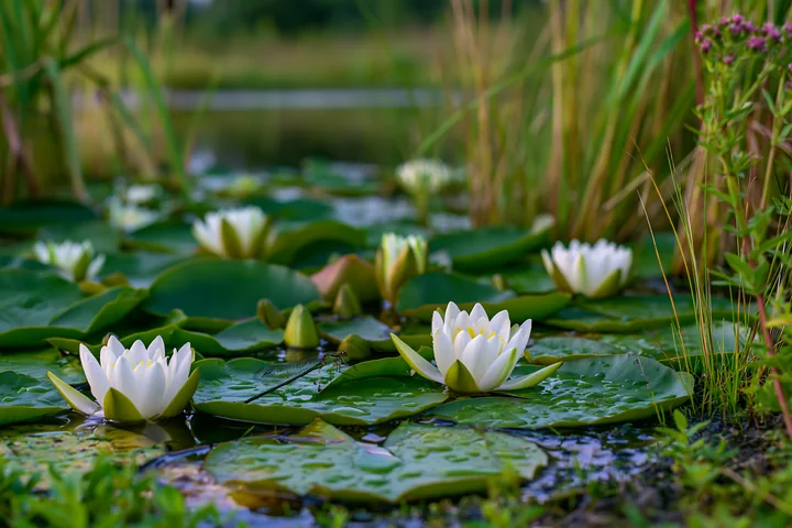 A small pond with white water lilies over green leaves surrounded by tall grass and weeds.