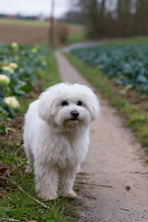 A small rare dog breed walks along a rural road lined with greenery and crops.