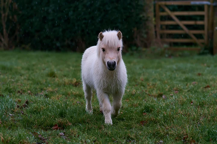 A small white horse walks in a paddock during light rain, surrounded by green grass and trees in the background.