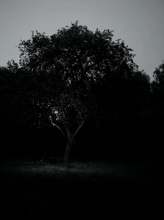 A solitary tree stands in the dark with only a faint light illuminating its branches.