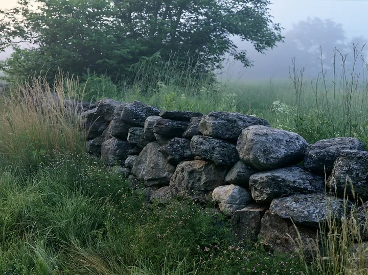 A stone wall lines a meadow in morning mist, surrounded by tall grass and wild plants.