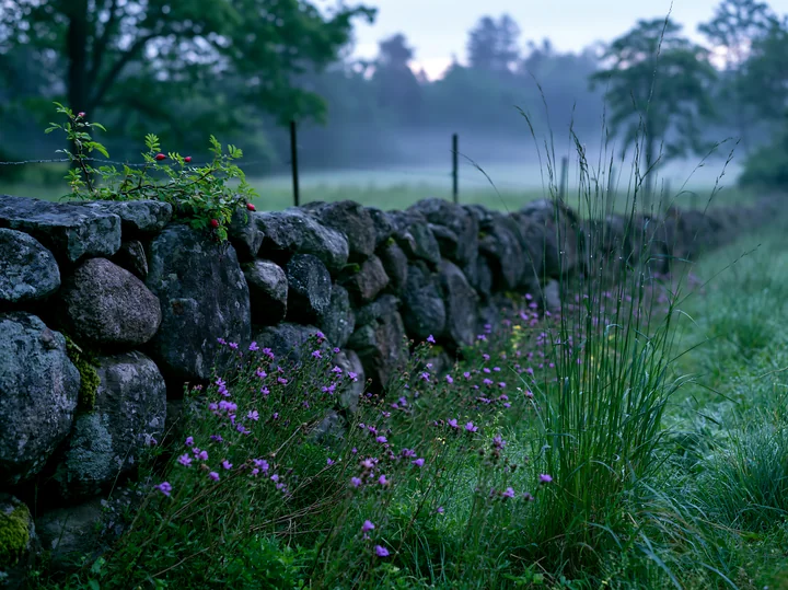 A stone wall runs along a meadow in morning mist.