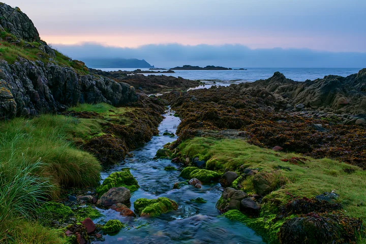 A stream flows through green moss and rocks near the coastline with exposed rocks.