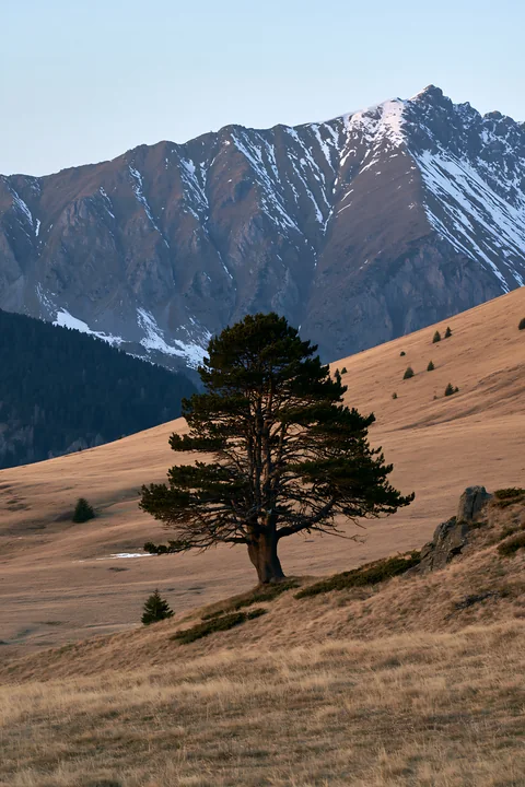 A tall tree stands on a grassy hillside with a high mountain ridge in the background.