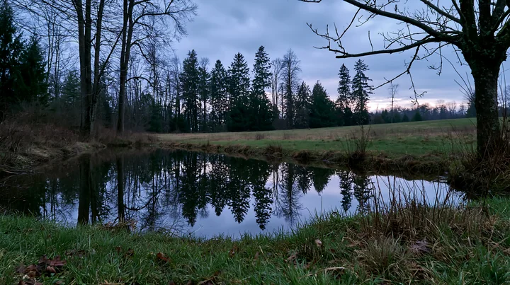 A tree line bordering a meadow is seen alongside a calm pond.