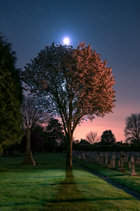 A tree stands tall in a quiet war cemetery with stars and a moon shining above.