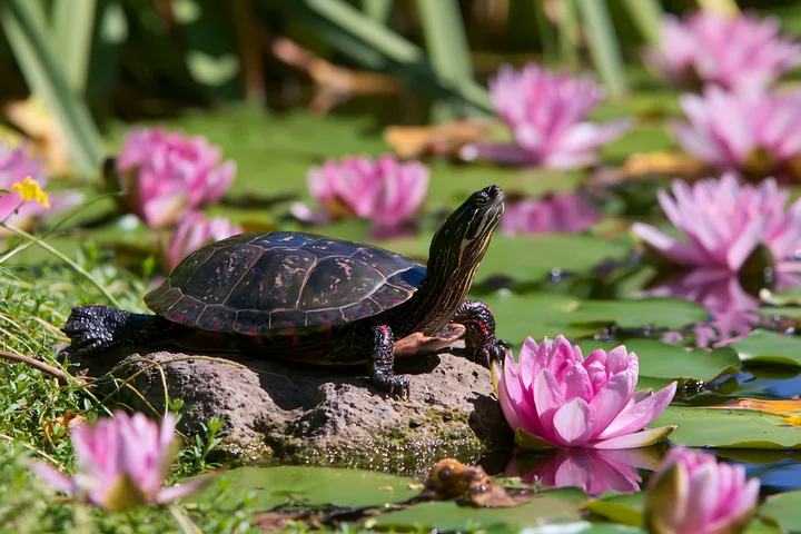 A turtle basks on a rock in a small pond with pink water lilies.