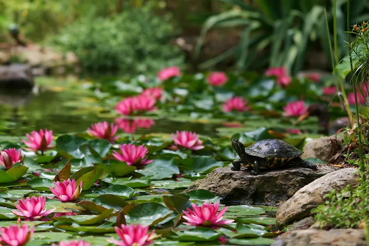 A turtle rests on a rock near a small pond with pink water lilies floating on the surface.