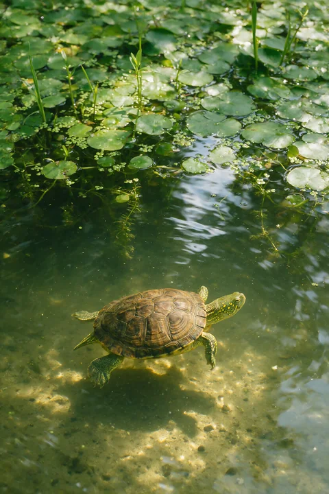 A turtle swims beneath lily pads and aquatic plants in a sunlit freshwater pond.