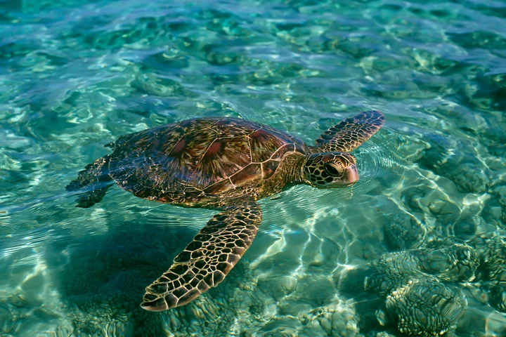 A turtle swims in clear water near a coastline with protected marine habitat.