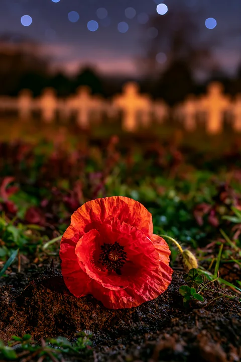 A vibrant red poppy flower stands out in a soldiers' cemetery under a starry night.