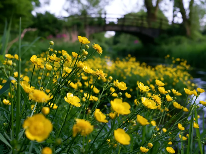 A vibrant scene shows an island covered with buttercups in a lush landscape.