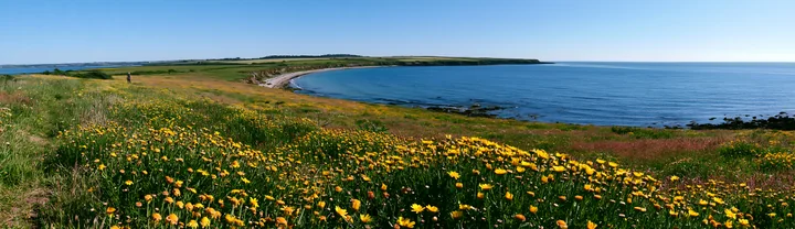 A vibrant wildflower field spreads across the land next to a calm sea under a clear blue sky.