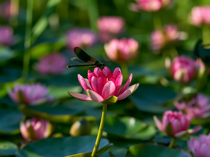 A water lily pond surrounded by reeds features pink lilies above green leaves.