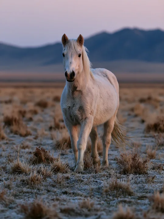 A white horse walks through a dry, open landscape during dusk.