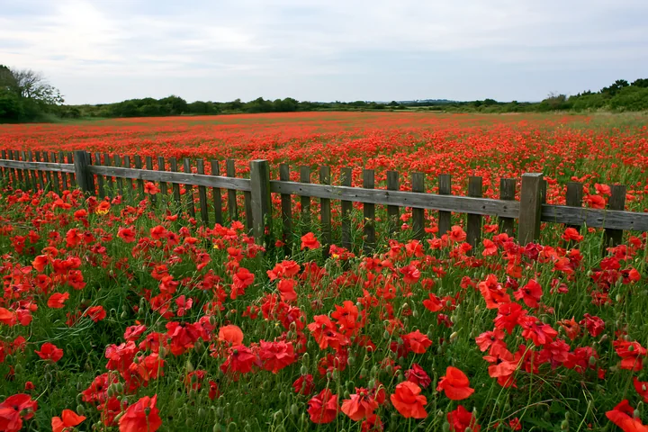 A wide view of flower-covered island landscape shows a field filled with bright red poppies, bordered by a wooden fence.