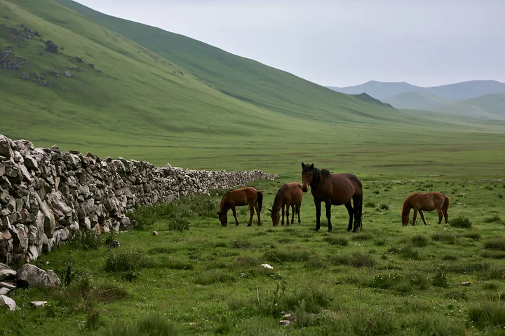 A wild horse family grazing together in a green field near a stone wall and rolling hills.