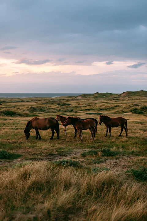 A wild horse family is grazing together in a grassy field near the coast during sunset.