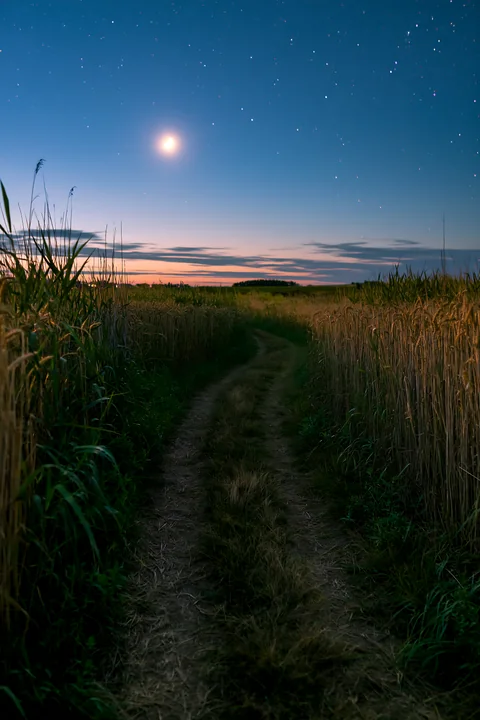 A winding dirt path runs through a wheat field under a starry night sky.