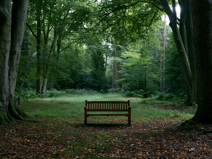 A wooden bench sits in a shaded meadow in woodland clearing, surrounded by tall trees and green foliage.